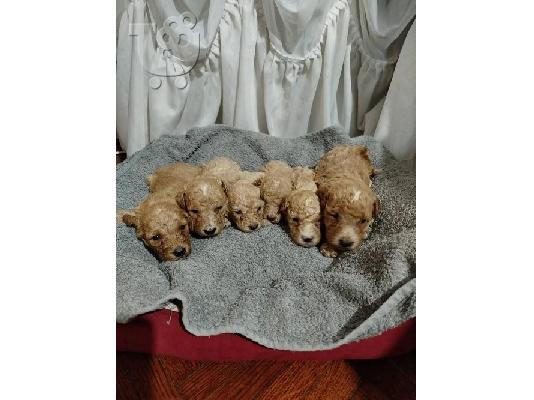 PoulaTo: Maltipoo